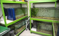 Breeding of therapeutic fishes